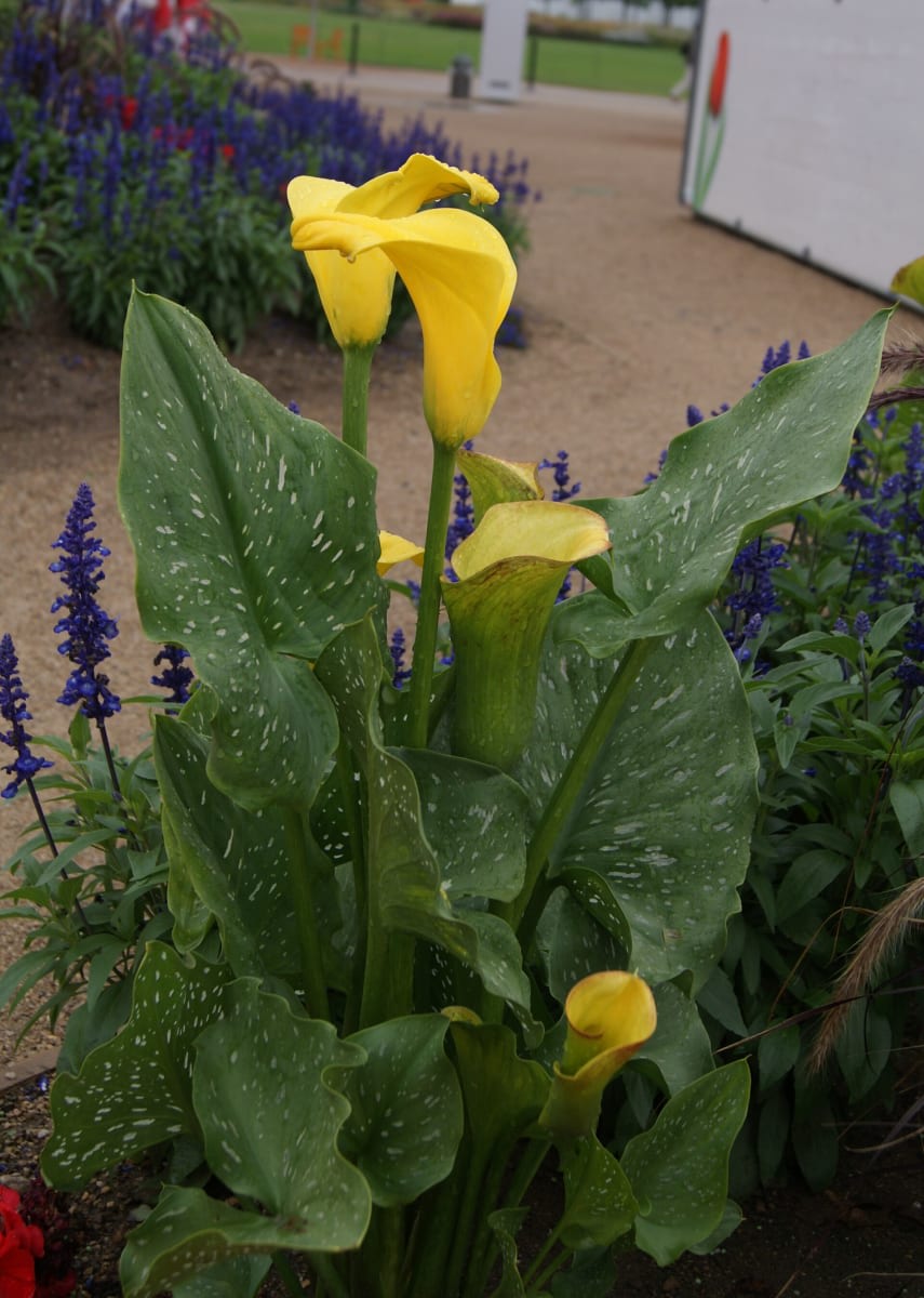 Zantedeschia elliottiana