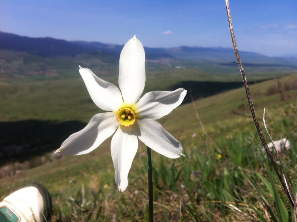 Pheasant's-eye Daffodil