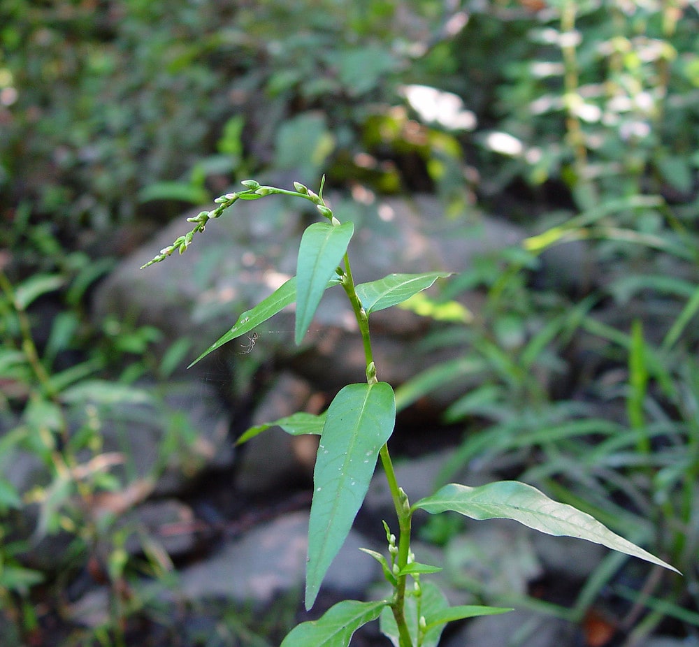 Water Pepper