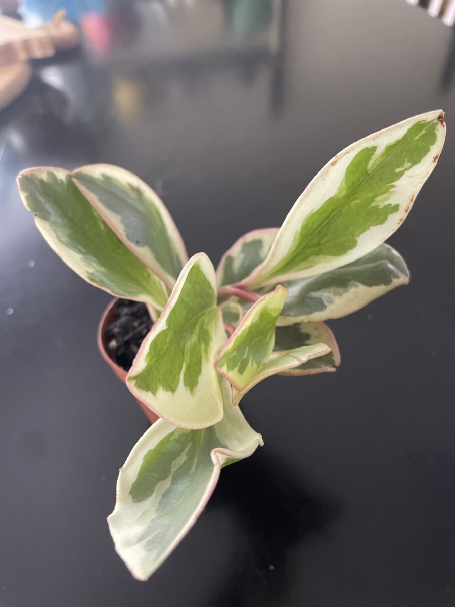 baby rubberplant by @9bg98cknyb