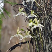 Ghost Orchid (Dendrophylax lindenii)