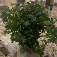 Parsley (Petroselinum Crispum)