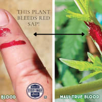Maui True Blood (Cannabis)