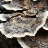 Turkey Tail Mushroom (Trametes Versicolor)