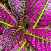 Persian Shield (Strobilanthes Dyerianus)