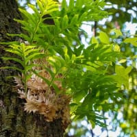 Gu-sui-bu (Drynaria Roosii)