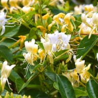Japanese Honeysuckle (Lonicera Japonica)