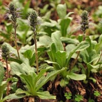 Kutki (Picrorhiza Kurroa)