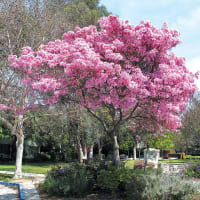 Pink Trumpet Tree (Tabebuia Rosea)