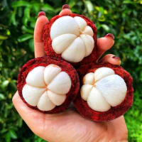Mangosteen (Garcinia Mangostana)
