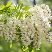 Japanese Pagoda Tree (Styphnolobium Japonicum)