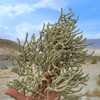 Halostachys Caspica (Halostachys Caspica)