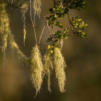 Old Man's Beard (Usnea Barbata)