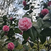 Debutante Camellia (Camellia Japonica)