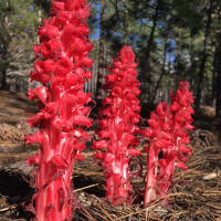 Snowplant (Sarcodes Sanguinea)