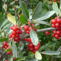 Silver Buffaloberry (Shepherdia Argentea)