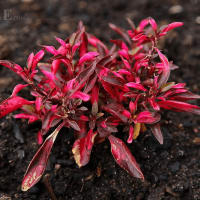 Calico Plant (Alternanthera Bettzickiana)