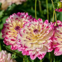Dahlia Aphrodite (Dahlia Pinnata)