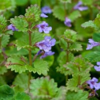 Creeping Charlie (Glechoma Hederacea)