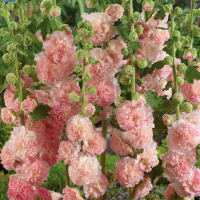 Hollyhock Peaches ’n Dreams (Alcea Rosea)