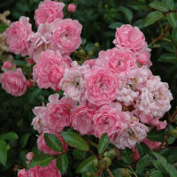 Polyantha Rose Rosa ‘the Fairy’ (Rosa Multiflora)