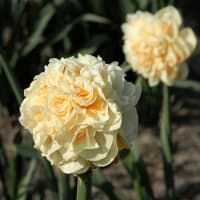Erlicheer (Narcissus Papyraceus)