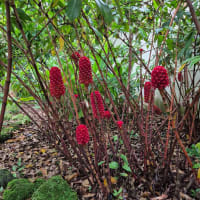 Indonesian Wax Ginger (Tapeinochilos Ananassae)