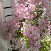 Pink Poorman's Orchid (Schizanthus Pinnatus)