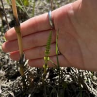 Field Horsetail (Equisetum Arvense)