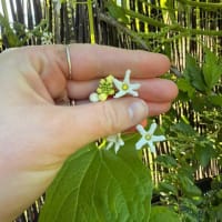 Coastal Manroot (Marah Oregana)