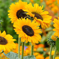 Sunflower (Helianthus Annuus)