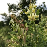 Huang Qi (Astragalus Membranaceus)