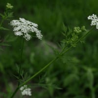 She Chuang Zi (Cnidium Monnieri)