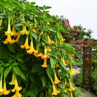 Angel's Trumpet (Brugmansia Arborea)