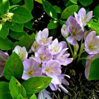 Autumn Crocus (Colchicum Autumnale)
