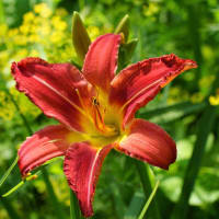 Day Lily (Lilium Bulbiferum)