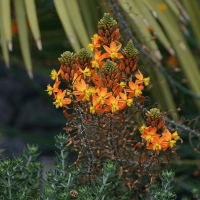 Wild Kopieva (Bulbine Frutescens)