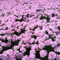 Sea Thrift (Armeria Maritima)