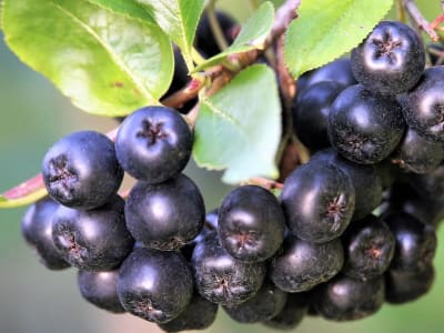 Aronia Berry