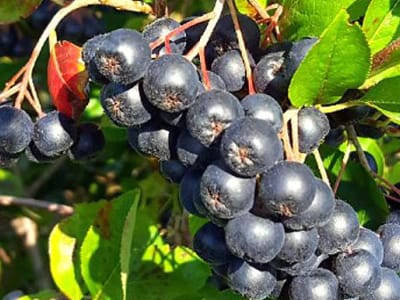 Chokeberry (Aronia Melanocarpa)