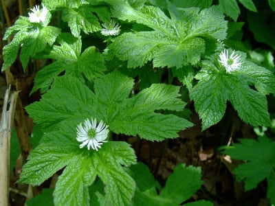 Goldenseal