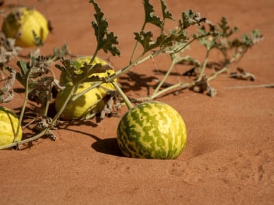 Bitter Apple