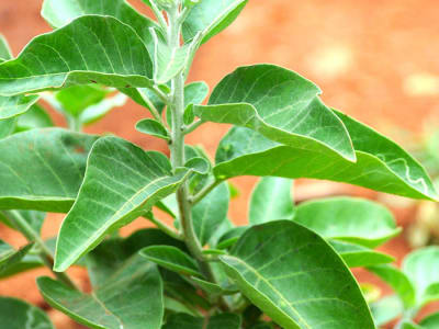Ashwagandha (Withania Somnifera)