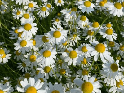 Chamomile (Matricaria Chamomilla)