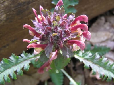 Wood Betony (Betonica Officinalis)
