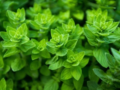 sweet marjoram