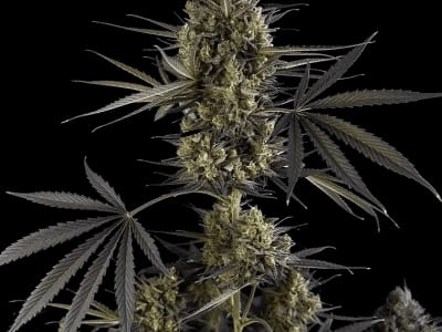 Pound Cake Auto
