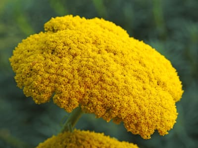 Yarrow (Achillea Millefolium)