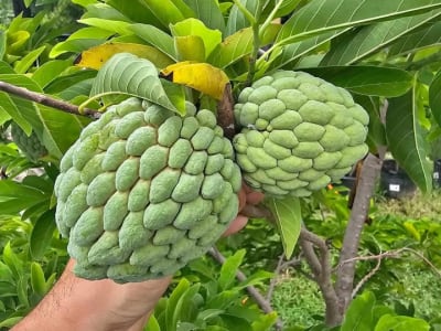 Sugar Apple