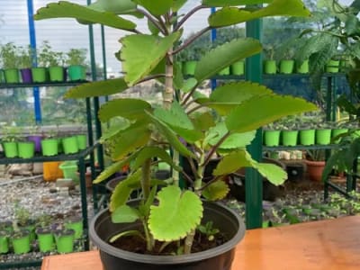 Miracle Leaf